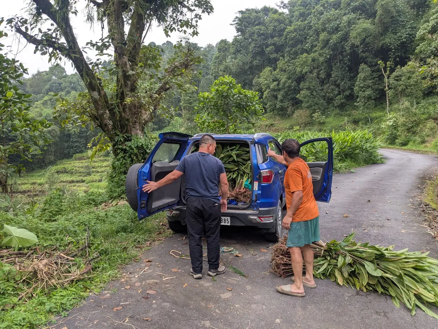 Photo from my farm life: Carrying Cardamom seedlings to our farm.